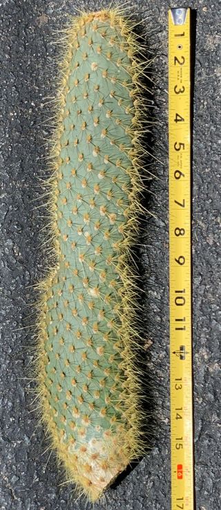 Opuntia Echios V.  Gigantea Extremely Rare Galapagos Endemic Cactus Species Tall