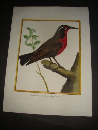 Rare Hand Colored Martinet Folio Bird Print 1784: Etourneau,  Des Terres.  113
