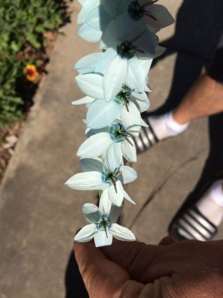 Extremely Rare Ixia Polystachya,  Baby Blue Variety,  5 Bulbs 2