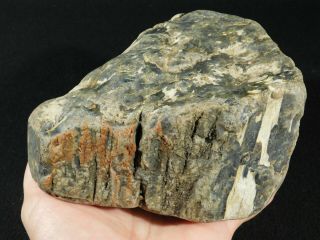 A Big 225 Million Year Old Petrified Wood Fossil From Triassic Utah 2248gr