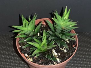 Haworthia Tortuosa Rare Exotic Succulent