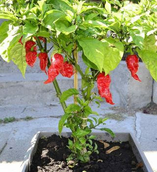 Live Plant Ghost Pepper Chili Seeds Vegetable Fresh Rare Red 1 Gal