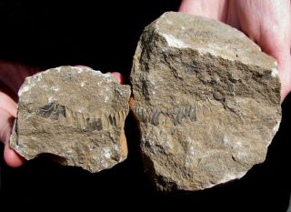 Extinctions - Very Rare Unprepared Trilobite Fossil - Detailed Phacops & Scutellum