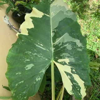 Variegated Caladium Alocasia Leaf Rare Exotic Elephant Ear Plant