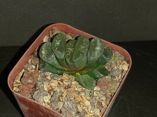 Haworthia Truncata Rare Exotic Succulent