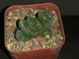 haworthia truncata rare exotic succulent 2