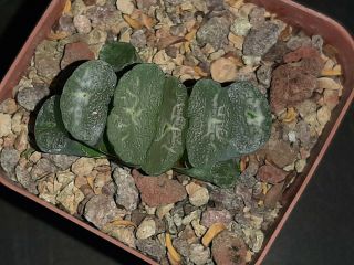 haworthia truncata rare exotic succulent 3