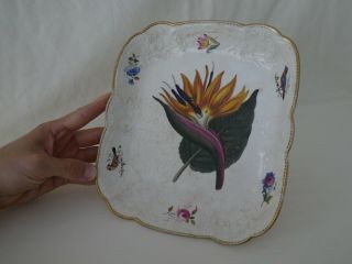 Antique Creamware Pottery Bird Of Paradise Botanical Dish