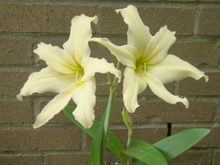 Hippeastrum Evansiae,  15 Seeds.  Rare But Easy To Grow Species