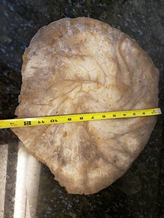Petrified Texas Palm Wood LARGE Slab VERY RARE over 6.  5 pounds 3