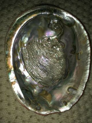Giant Red Abalone Shell Trophy Size 9” X 7” Old Rare