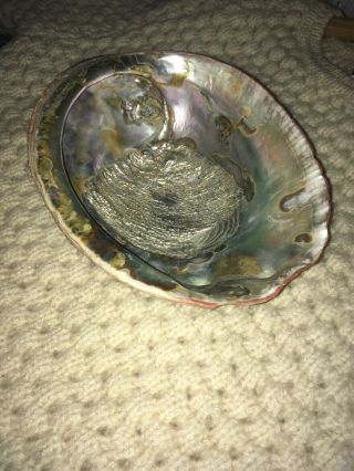 GIANT Red Abalone shell Trophy size 9” X 7” Old Rare 2