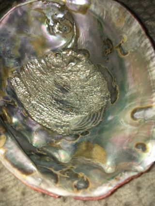 GIANT Red Abalone shell Trophy size 9” X 7” Old Rare 3