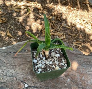 A,  Aloe MAWII AKA Khuzi Aloe UNIQUE Multi Headed Tree Aloe VERY RARE 3