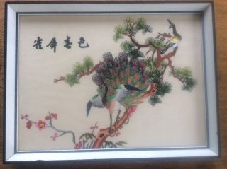 Signed Embroidered Chinese Asian Framed Silk Embroidery Birds Peacocks In Tree