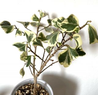 Ficus Triangularis Variegata - Rare Variegated Ficus Triangularis Houseplant