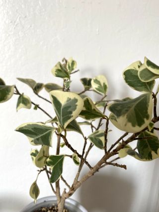 Ficus Triangularis Variegata - Rare Variegated Ficus Triangularis Houseplant 2
