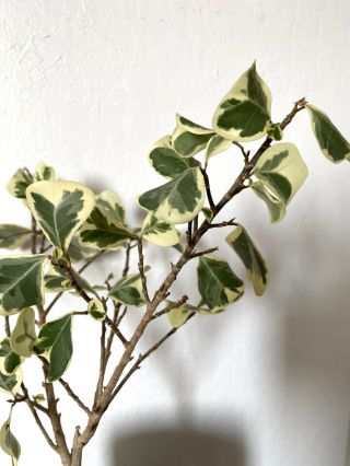 Ficus Triangularis Variegata - Rare Variegated Ficus Triangularis Houseplant 3