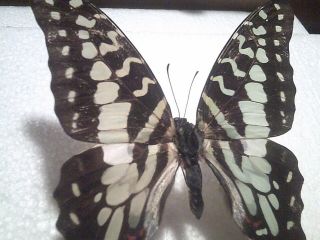 Real Insect/butterfly Set B6283 Very Rare Colour Change Graphium Antheus 7.  5 Cm