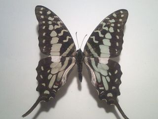 Real Insect/Butterfly Set B6283 Very Rare colour change Graphium antheus 7.  5 cm 2