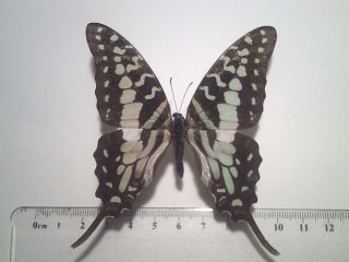 Real Insect/Butterfly Set B6283 Very Rare colour change Graphium antheus 7.  5 cm 3