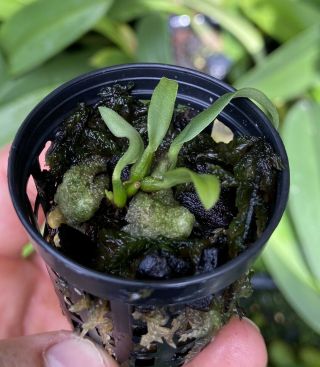 Bulbophyllum Pleurothallidanthum Small Sized Cool To Warm Growing Rare Orchid Sp