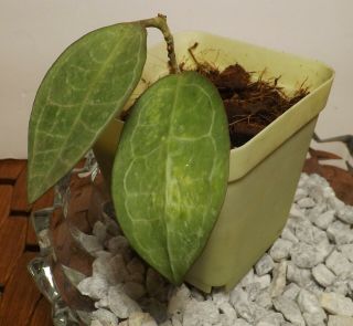 Rare Hoya Elliptica Tortoise Shell Rooted Starter Plant Growingshipping 21/2 " Pot