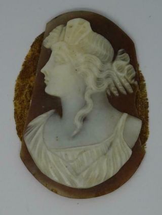 4cm By 2.  5cm Antique Carved Shell Cameo Of A Lady Cm100