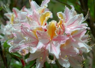 Rhododendron Occidentale Western Azalea Rare Shrub 20 Seeds