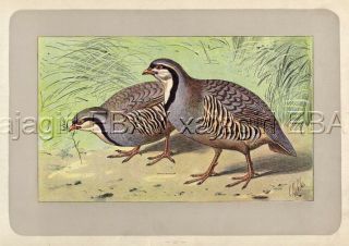 Bird Rock Partridge,  Rare Antique 100 - Year - Old French Bird Print - -