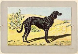 Dog Saluki Persian Greyhound,  Rare Antique 100 - Year - Old French Dog Print