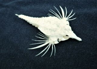 Very Rare Strange Real Preserved Sea Moth Skeleton Taxidermy Pipe Fish Specimen