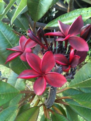 Very Rare Plumeria Rooted 8 - 12 Inch Looks Great And Smells Great