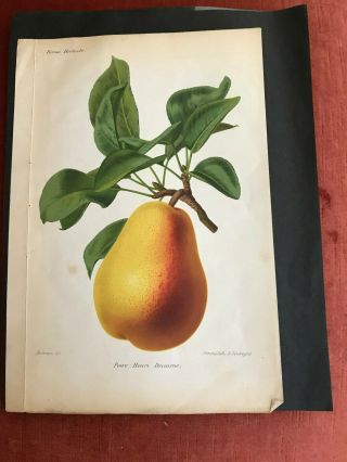 Antique Pear Print Mid 1800 