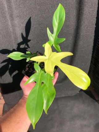 Philodendron Florida Ghost (, Baby Growth) Rare Aroid Tropical Houseplant