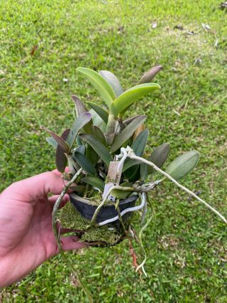 C.  Nobilior Fma.  Amaliae - Large Compot| Rare Orchid Species | Heavenly Fragrance