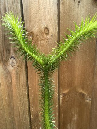 Lycopodium Squarrosum “rock Tassel Fern” “club Moss” Rare Unique Terrarium Plant
