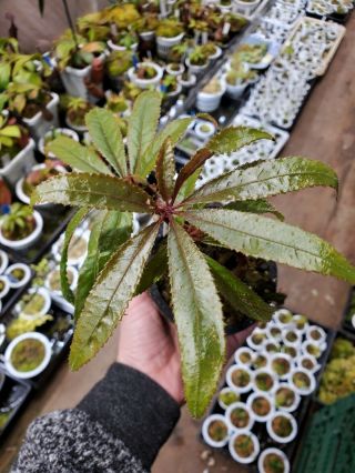 Begonia Luxurians Awesome Rare Cane Begonia Aka Palm Leaf Begonia