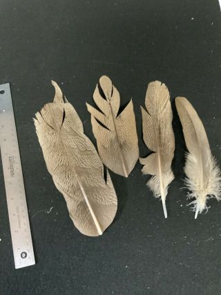 Kori Bustard Feathers Salmon Fly Tying Flies Rare
