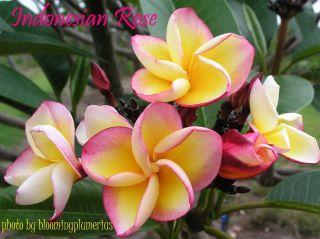 Rare Indonesian Rose Rooted Cutting Plumeria Plant - 23 " - 3 Tips