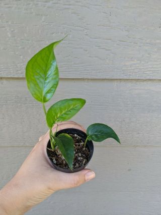 Two Rooted Cuttings In Pot - Rare Green Form Epipremnum Pinnatum Not Cebu Blue