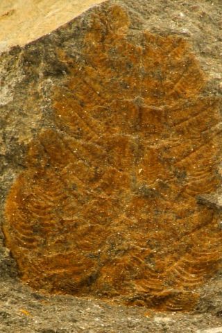 S101 - Top Rare Soft Bodied Ordovician Plumulites Machaeridian Annelid Ktaoua Fm