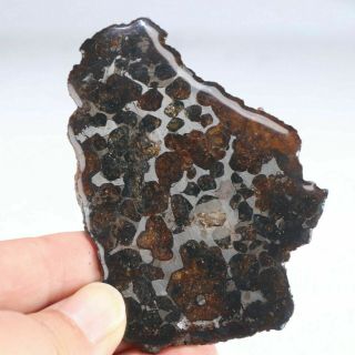 65g Slice Meteorites,  Rare Slices Of Kenyan Pallasite Olive Meteorite N1835