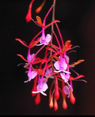 Xxl Epidendrum Capricornu - Extremely Rare & Stunning Orchid