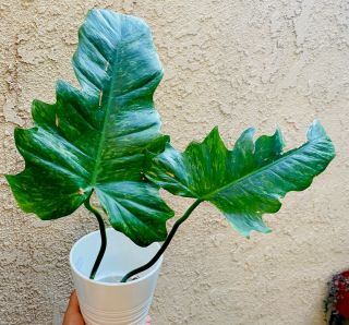 Philodendron ‘golden Dragon’ - Rare Aroid - Not Monstera.  Variegated Leaves