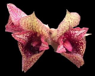 Bulbophyllum Agastor - Extremely Rare & Stunning Orchid
