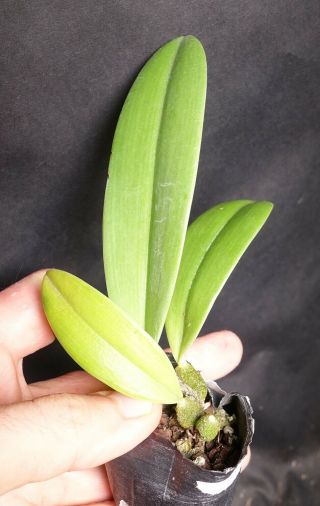 Bulbophyllum agastor - EXTREMELY RARE & stunning orchid 2