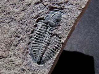 Rare Ogygopsis Typicalis Trilobite And Hash Bed - Nevada