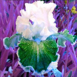 Bearded 2 Iris Bulbs Roots Perennial Resistant Rhizomes Rare Stunning Flower Hot