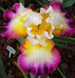 Rare Bearded Iris 2 Bulbs Roots Flower Rhizomes Plants Home Garden Outdoor Yard